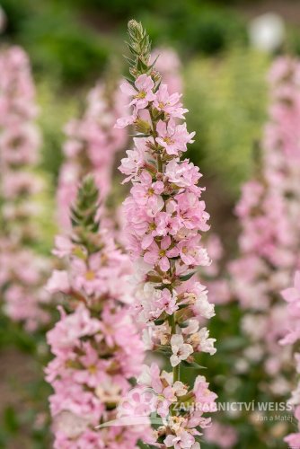 KYPREJ - LYTHRUM BLUSH