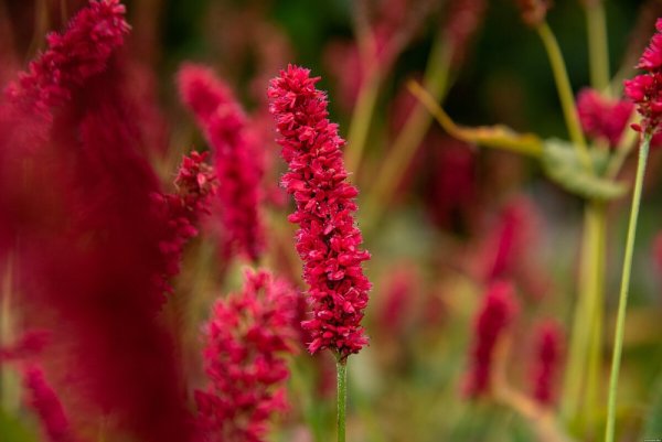 RDESNO - PERSICARIA AMPLEXICAULIS FAT DOMINO ®