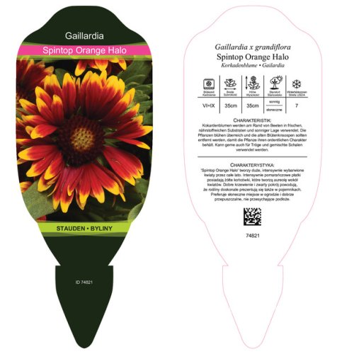 KOKARDA - GAILLARDIA "SPINTOP ORANGE HALO"