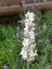 LEVANDULE BÍLÁ - LEVANDULA ANGUSTIFOLIA "EDELWEISS"