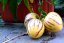 PEPINO GOLD - SOLANUM MURICATUM