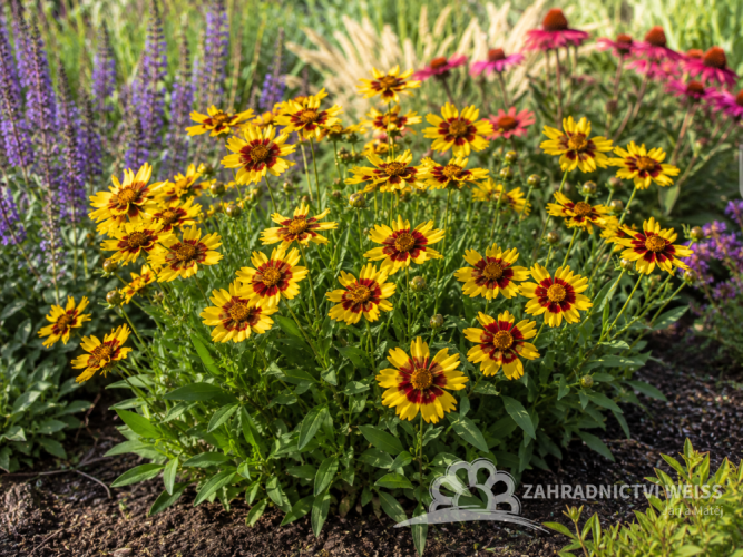 COREOPSIS GRANDIFLORA UPTICK YELLOW & RED