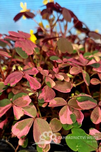 OXALIS PANAŠOVANÝ - PINK