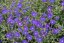 KAKOST - GERANIUM HYBRIDA ORION