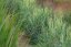 PROSO PRUTNATÉ - PANICUM VIRGATUM PRAIRIE SKY