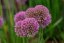 OKRASNÝ ČESNEK - ALLIUM HYBRIDA SERENDIPITY