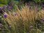 CALAMAGROSTIS x ACUTIFLORA KARL FOESTER
