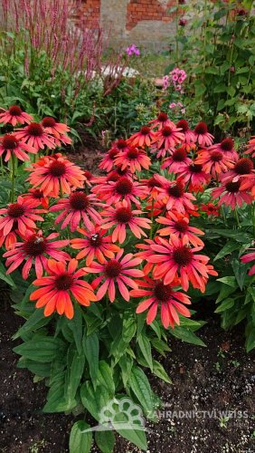 ECHINACEA RED PEARL