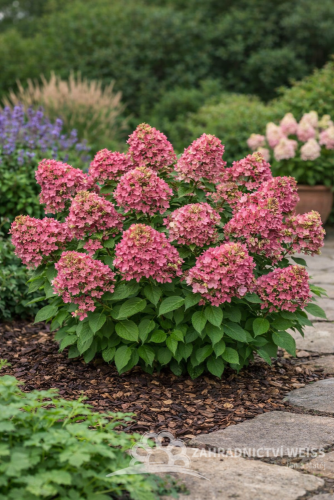 HORTENZIE LATNATÁ - HYDRANGEA PANICULATA  PETITE STAR