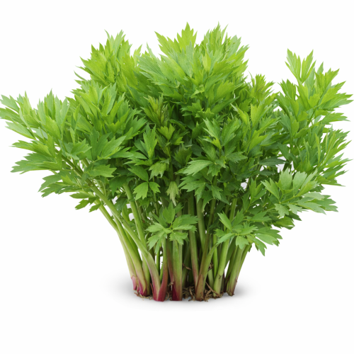 LIBEČEK LÉKAŘSKÝ - LEVISTICUM OFFICINALE