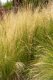 KAVYL PEŘOVITÝ - "STIPA PONYTAILS"