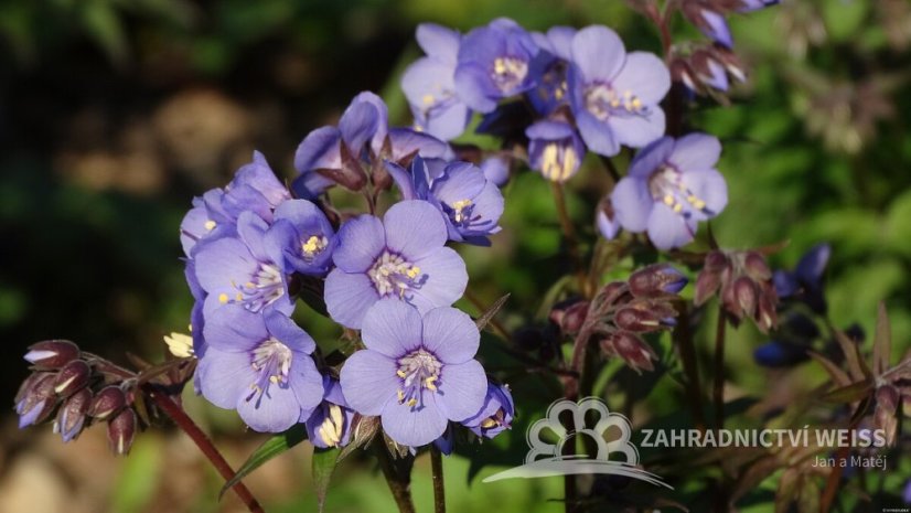 JIRNICE - POLEMONIUM HEAVEN SCENT