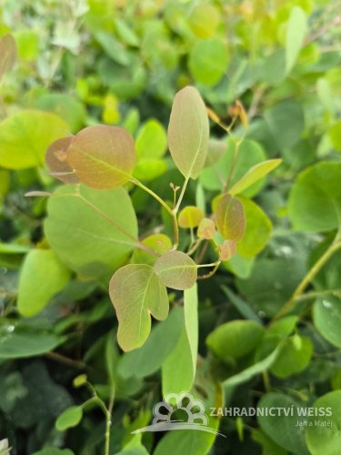 EUCALYPTUS SADA 5KS MIX DRUHY