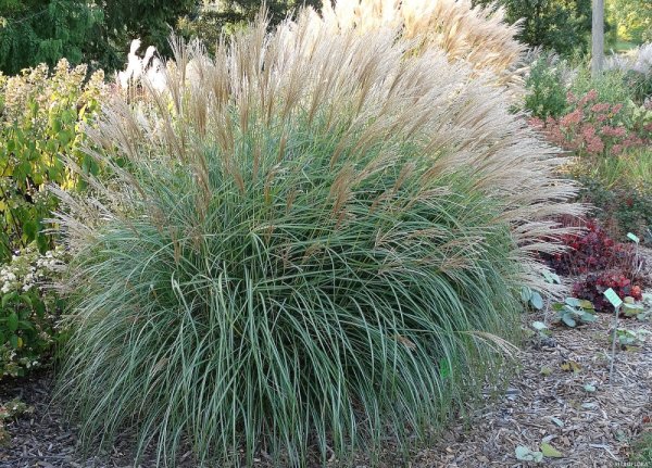 OZDOBNICE MISCANTHUS SINENSIS GRACIELLA