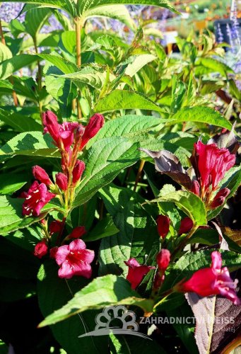 WEIGELA BRISTOL RUBY