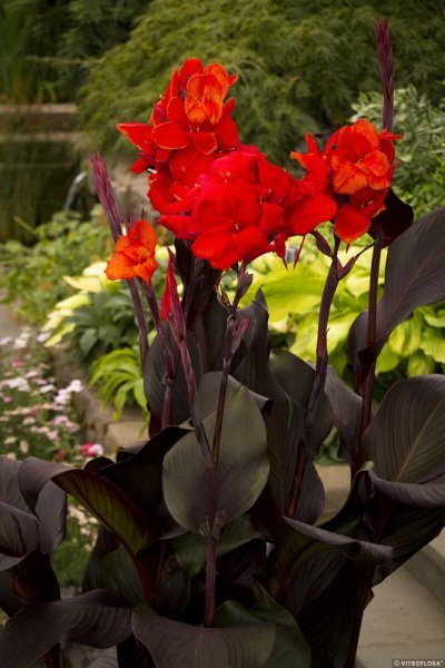 CANNA – CANNOVA SCARLET BRONSE LEAF