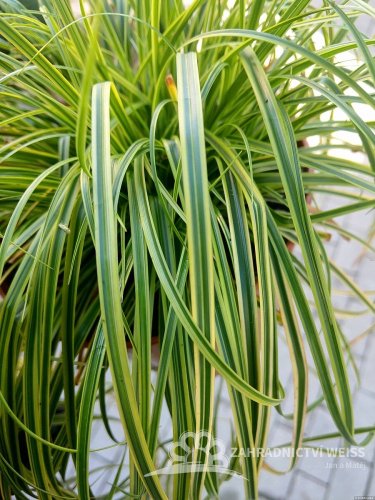 CAREX DOLICHOSTACHYA GOLD FOUNTAIN