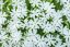 FLOX SKALKOVÝ - PHLOX SUBULATA SNOWFLAKE