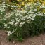 ACHILLEA MILLEFOLIUM SCHNEETALER