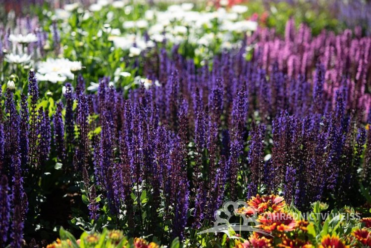 ŠALVĚJ HAJNÍ - SALVIA NEMOROSA MIDNIGHT PURPLE