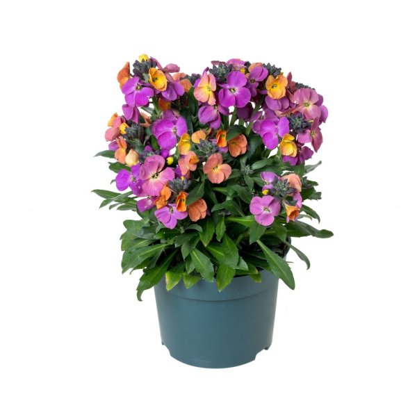 ERYSIMUM ERYSISTIBLE MAGENTA
