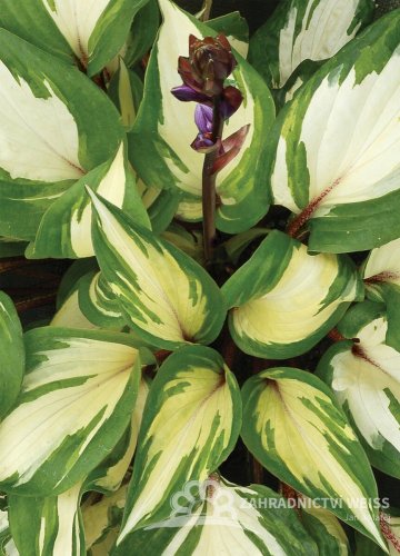 HOSTA HYBRIDA RASPBERRY SUNDAE