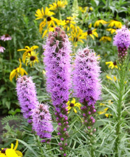 ŠUŠKARDA KLASNATÁ - LIATRIS SPICATA VIOLET