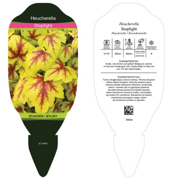HEUCHERALLA x HYBRIDA STOPLIGHT