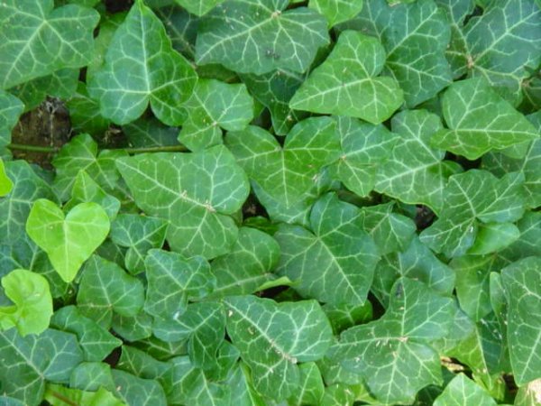 BŘEČŤAN - HEDERA HELIX