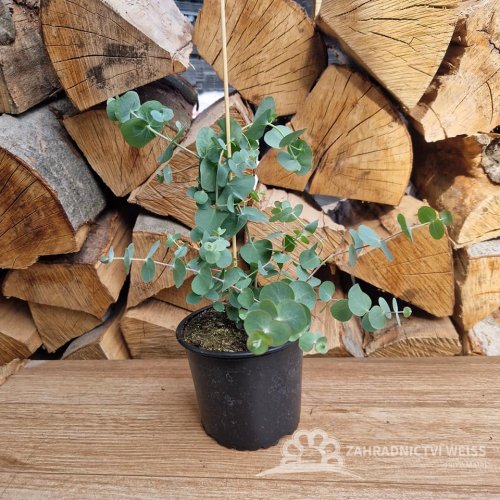 BLAHOVIČNÍK - EUCALYPTUS - EUKALYPTUS SILVER DOLLAR