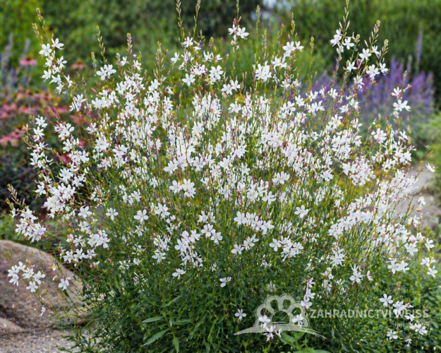 SVÍČKOVEC - GAURA LINDHEIMERI EMMELINE WHITE