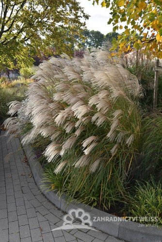 OZDOBNICE MISCANTHUS SINENSIS GRACIELLA