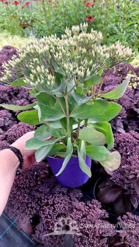 SEDUM TELEPHIUM MR GOODBUD