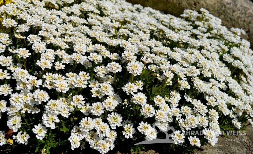 IBERKA BÍLÁ - IBERIS SEMPERVIRENS SNOWFLAKE