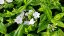 PHLOX PANICULATA FLAME PRO WHITE ®