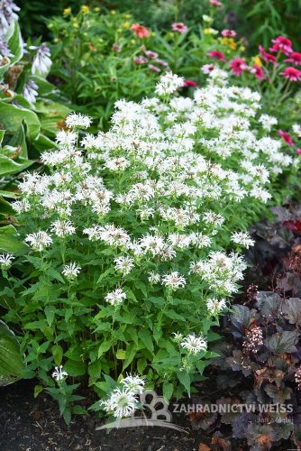 MONARDA BEE BRIGHT