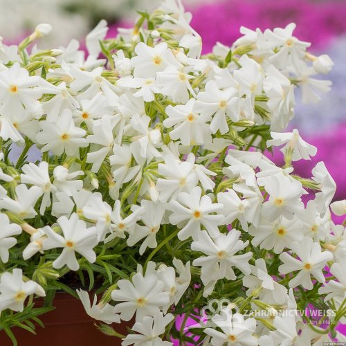 PHLOX SUBULATA SPRING WHITE