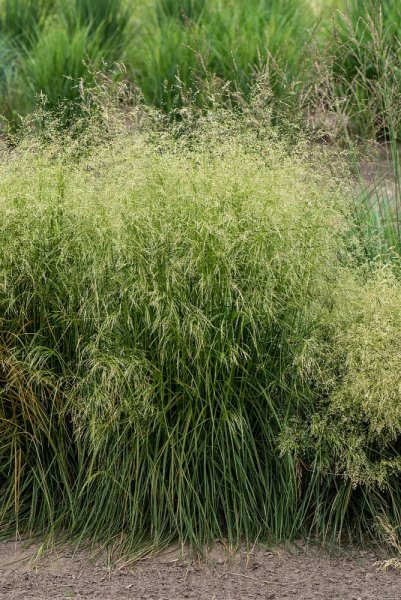 METLICE TRSNATÁ - DESCHAMPSIA CAESPITOSA TARDIFLORA