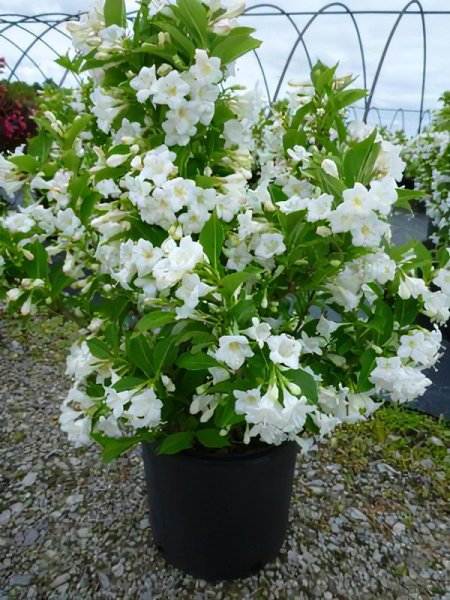 WEIGELA BRISTOL SNOWFLAKE