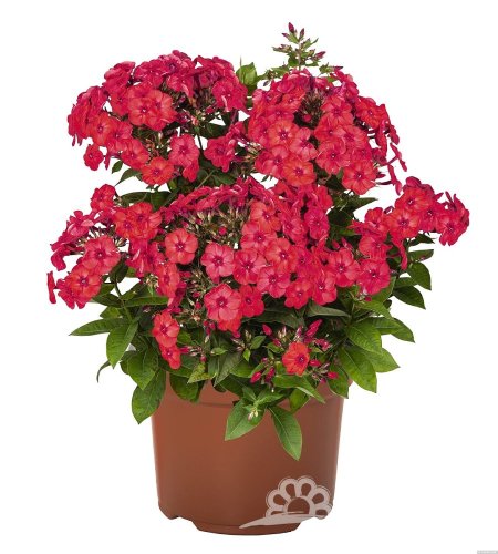 PHLOX PANICULATA - FLAME WATERMELON ®