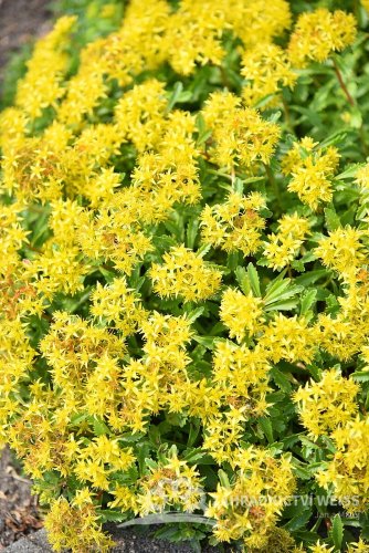 SEDUM FLORIFERUM
