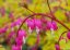SRDCOVKA NÁDHERNÁ - DICENTRA GOLD HEART