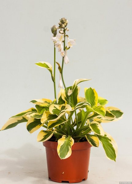 HOSTA - "BRIM CUP"