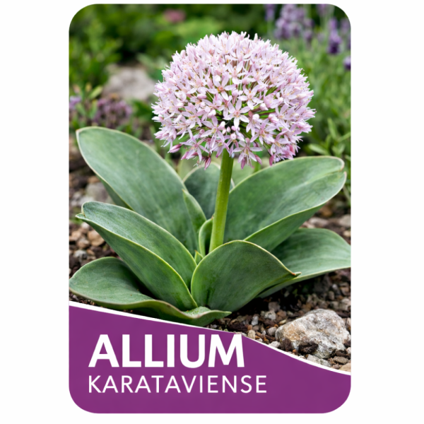 OKRASNÝ ČESNEK - ALLIUM KARATAVIENSE