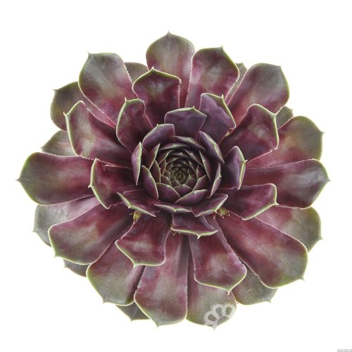NETŘESK – SEMPERVIVUM BIG SAM PURPLE QUARTZ