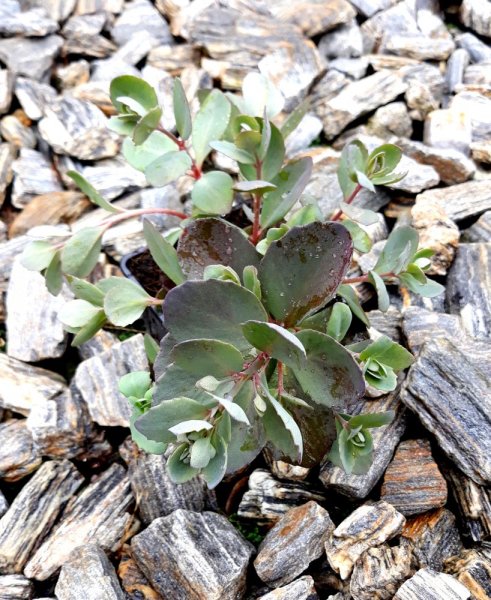 SEDUM SUNSPARKELR DAZZLEBERY®