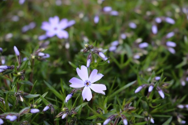 FLOX SKALKOVÝ - PHLOX SUBULATA - " FABULOUS BLUE DARK"