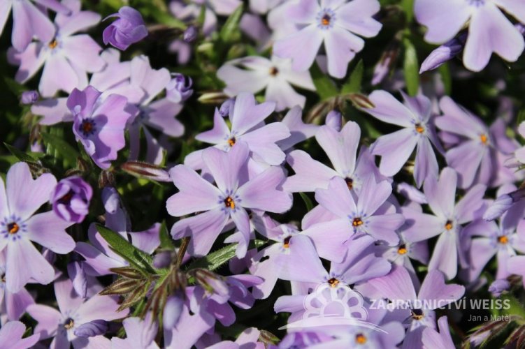 FLOX PLAZIVÝ - PHLOX SUBULATA FABULOUS BLUE VIOLET
