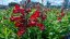 PENSTEMON HARWEGII PARTYBELS RED