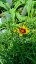 KRASNOOČKO - COREOPSIS VERTICILLATA FIREFLY